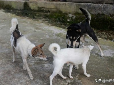 土狗服务器（土狗论坛买卖
业务
板块）「土狗商城官网」